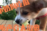 娱乐吃瓜酱送小狗视频下载,萌宠来袭，温馨瞬间尽收眼底