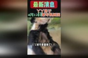 yy熊猫最新爆料消息,揭秘娱乐圈最新动态