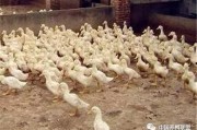 养殖鸭视频在线观看,轻松掌握鸭场管理技巧